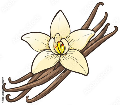 Vanilla flower and beans illustration natural sweet aromatic spice ingredient for flavoring