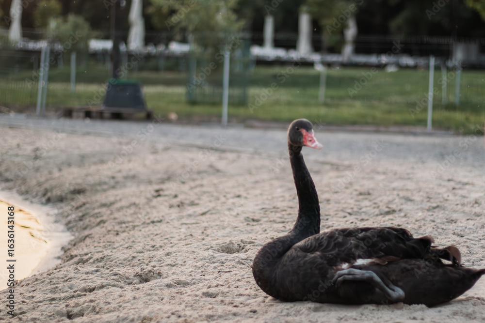 Obraz premium Beautiful swans swim along the Dnieper River, Ukraine.