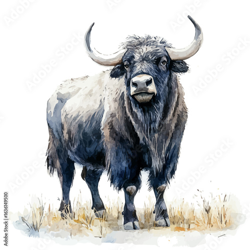 Wild Yak, watercolor vector, isolated on a white background.