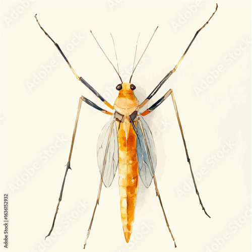 watercolor of Water Strider, vector, isolated on a white background.