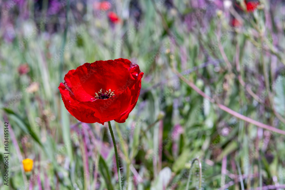 Obraz premium Papaver rhoeas. Single Red Poppy with a blurred natural background