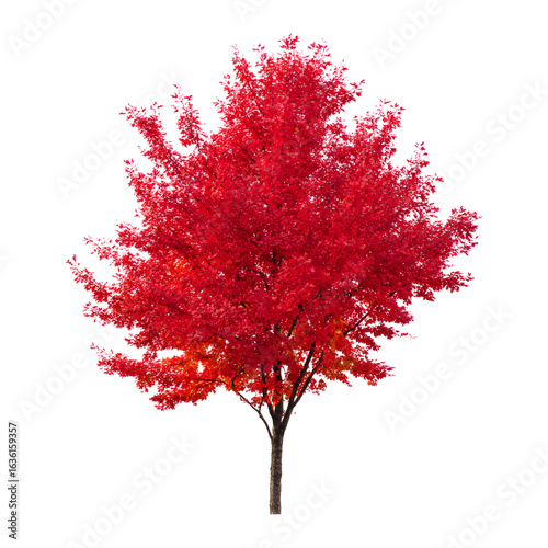 Isolated red tree with lush foliage against black background for design