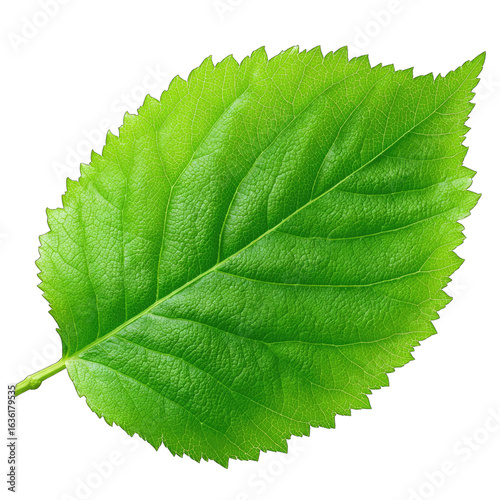 Close-up of a vibrant green leaf, displaying intricate veining and serrated edges
