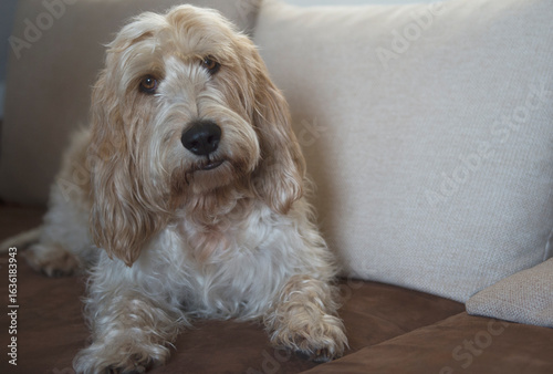 Porträt eines Grand Basset Griffon Vendèen