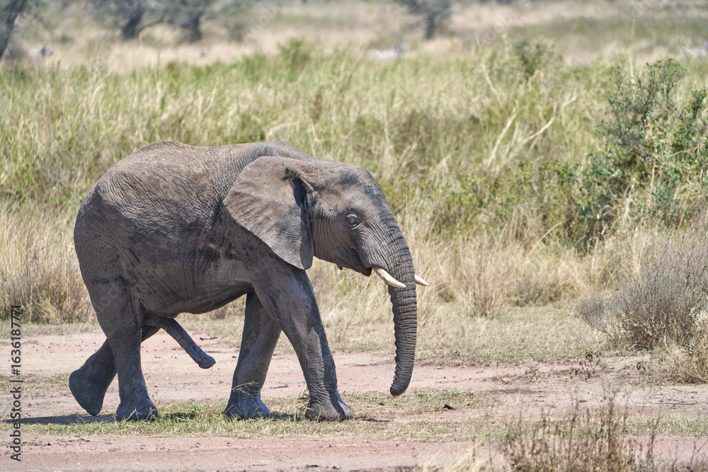 Fototapeta premium Male African Elephant Walking in Serengeti National Park, Tanzania