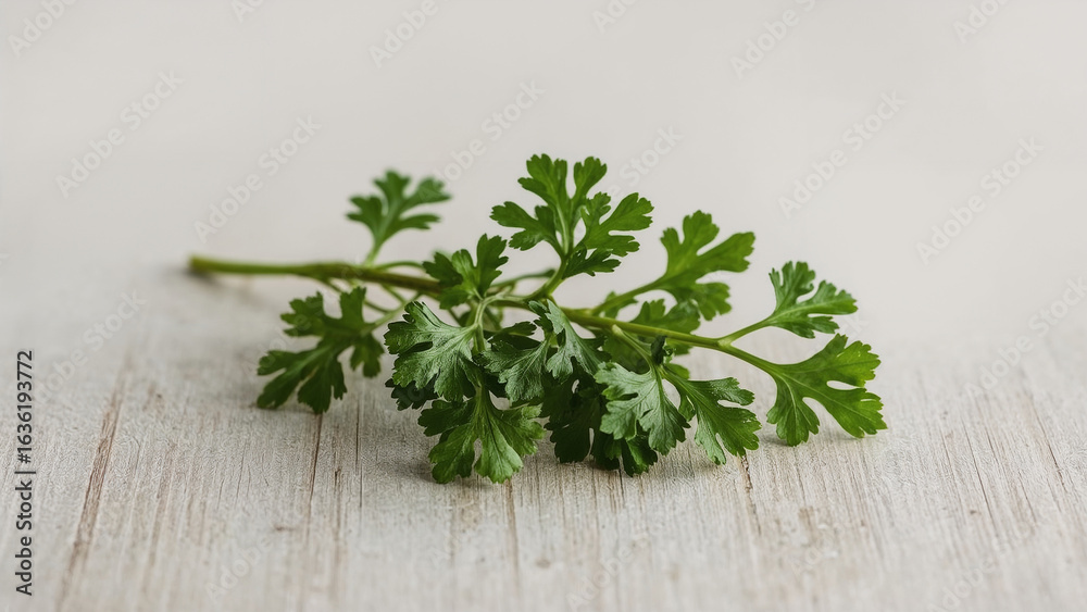 Fresh parsley twig. Fresh parsley twig.