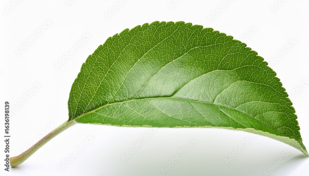 Fototapeta premium single green apple leaf isolated on white background