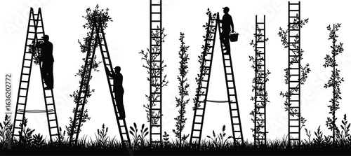 Silhouette of workers on ladders harvesting plants in garden, agricultural labor concept, farming scene with foliage, nature and rural countryside background