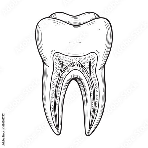 Human Tooth Dental Anatomy Vector Illustration. Human tooth vector drawing cross section illustration
