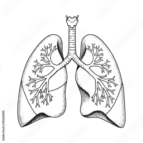 Human Lungs hand drawn vector. Detailed Human Lungs Anatomy Vector Illustration