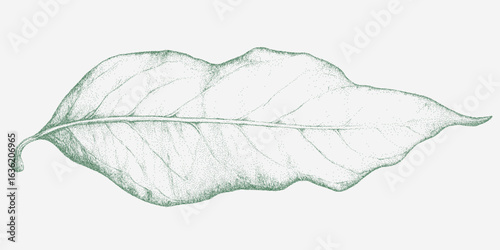 Leaf outline. Isolated figure with dusty grain texture and light distress. Paper pattern and gritty threshold.