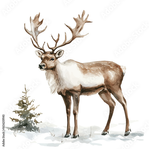 Reindeer, watercolor vector, isolated on a white background.