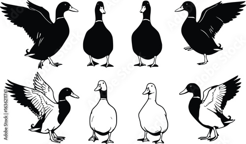 Silhouette of eight ducks in different poses, including standing, walking, grooming, and mid-flight action