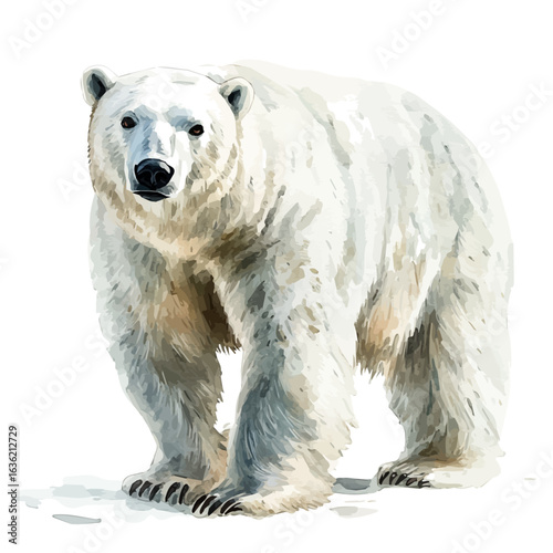 watercolor of Polar Bear, vector, isolated on a white background.