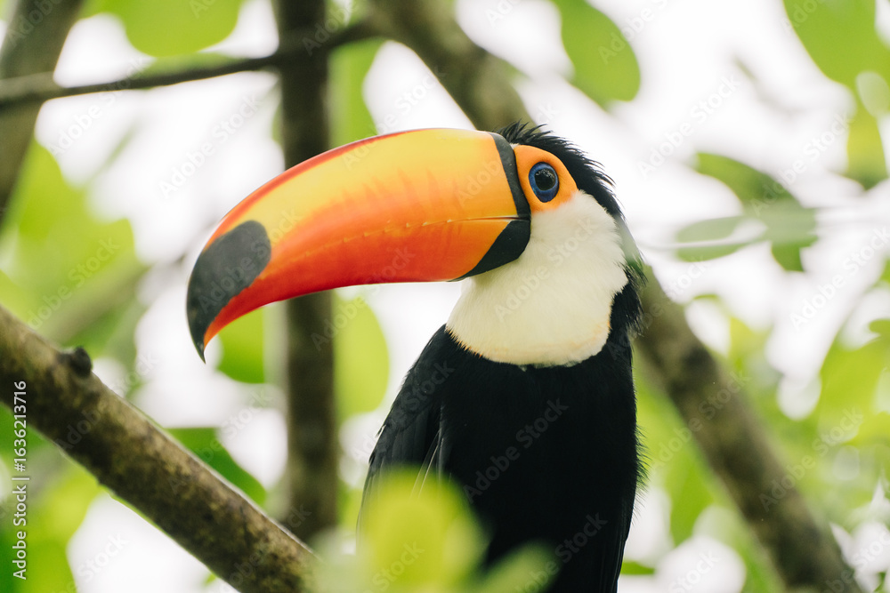 Obraz premium A vibrant male toucan perched on a branch in a lush green forest. It has a large, colorful beak and black plumage.