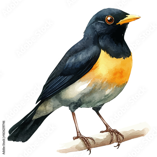 watercolor of Myna Bird, vector, isolated on a white background.