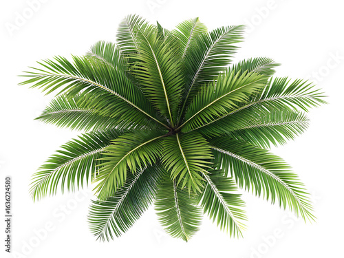 top view palm leaves tree isolated on AI generated by PNG