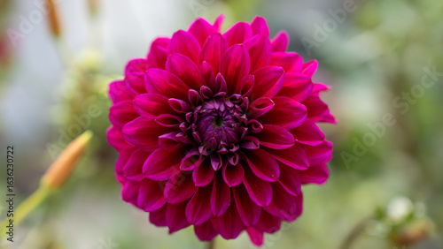 Dahlia flower magenta pink purple nature garden summer beautiful bloom blossom petal pattern geometry macro detail flora botany vibrant colour