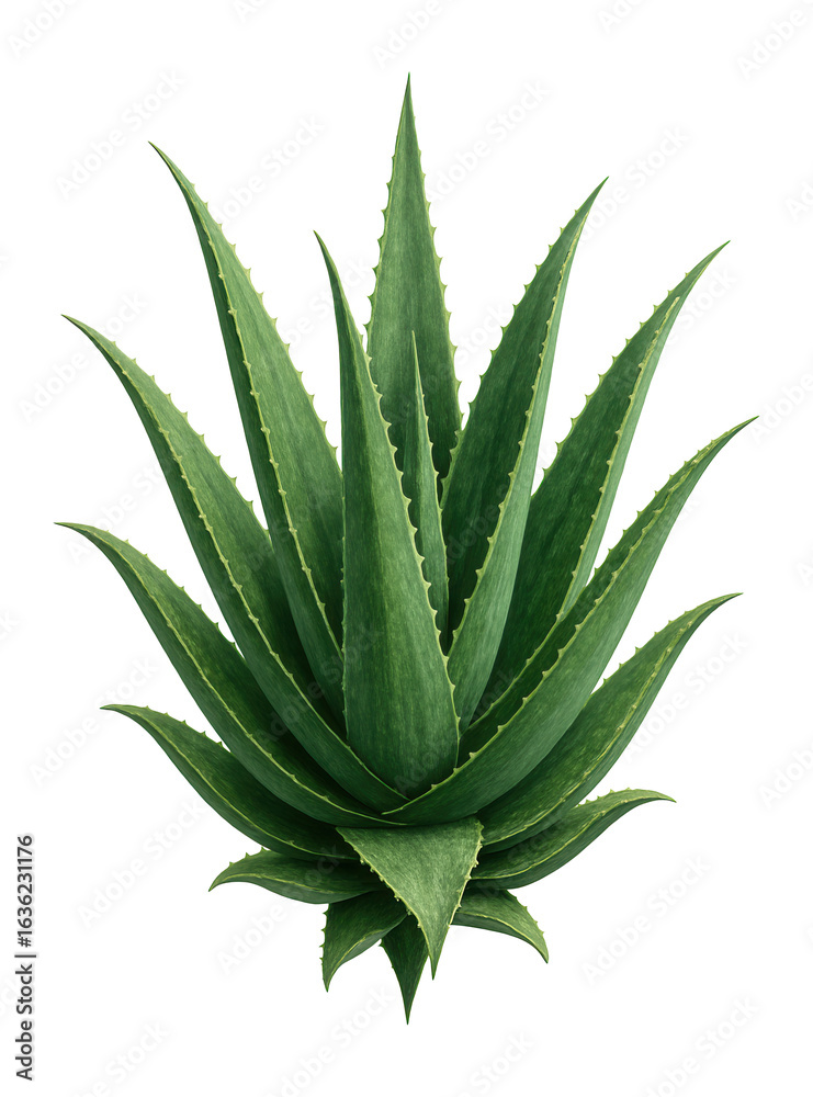 Fototapeta premium Large aloe vera plant with thick, fleshy, pointed leaves and serrated edges