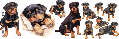rottweiler watercolor clipart