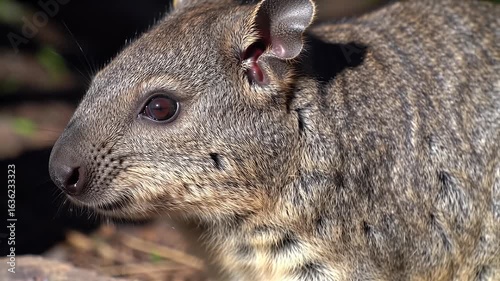 Close-up Portrait of an Alert Rock Hyrax with Detailed Fur and Expressive Eyes in its Natural African Habitat