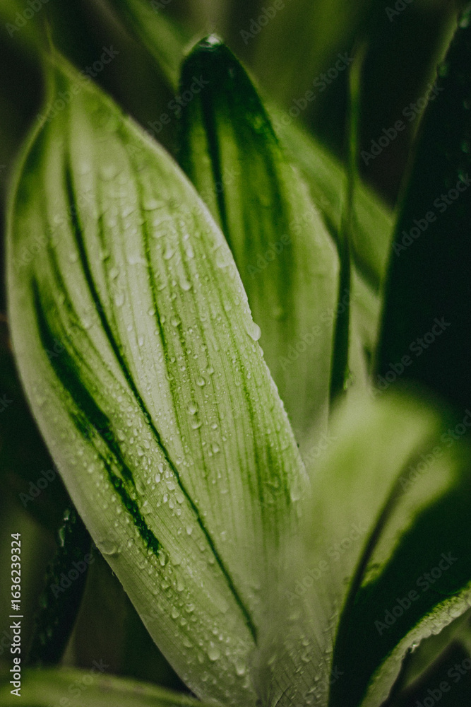 Obraz premium water drops on a leaf