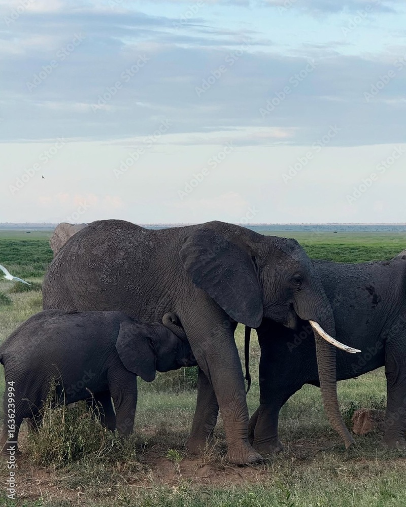 Naklejka premium elephant in the wild