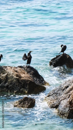 Wallpaper Mural Three cormorants rest on large coastal rocks in turquoise sea waters of Aegina Island Greece, with one bird spreading wings, sunlight reflections, and gentle waves, no people. Vertical Torontodigital.ca