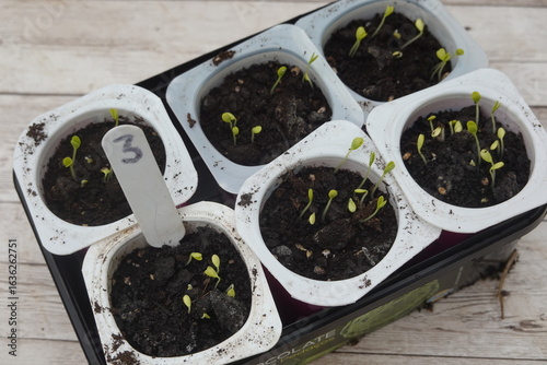 Seedlings growing in recycled yogurt pots: sustainable gardening practices