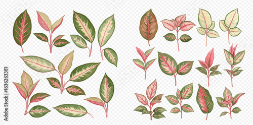 A beautiful collection of botanical illustrations featuring variegated leaves and branches in shades of green, pink, and cream.