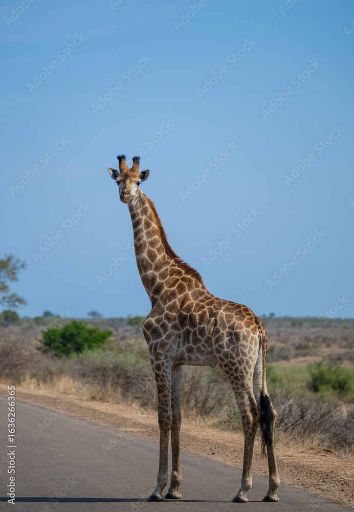 Obraz premium Giraffe im Busch vom Krüger National Park - Kruger Nationalpark Südafrika