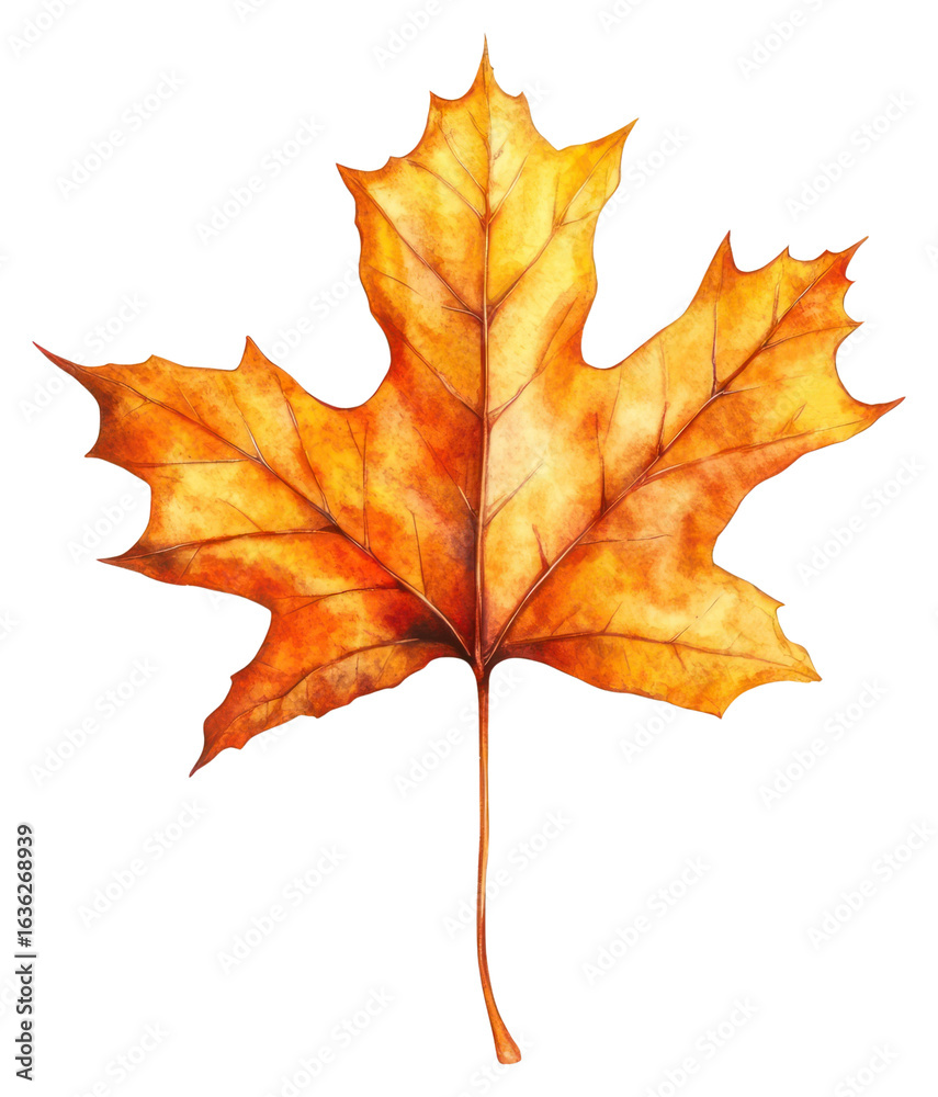 PNG Fallen floating Maple Leaf maple leaf illustration. PNG Fallen floating Maple Leaf maple leaf illustration.