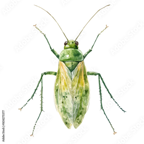watercolor of Aphid, vector, isolated on a white background.