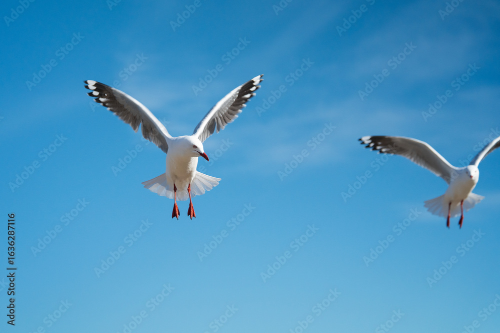 Obraz premium Port Cambell Australia