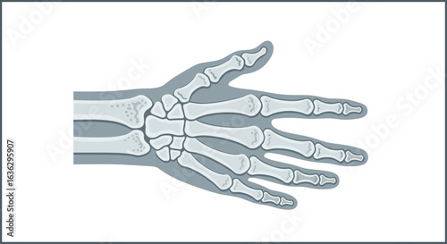 Human Hand Skeletal Structure Illustration on White Background, Revealing Intricate Bone Arrangement