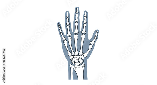 Human Hand Skeleton Illustration on White Background for Educational or Medical Use