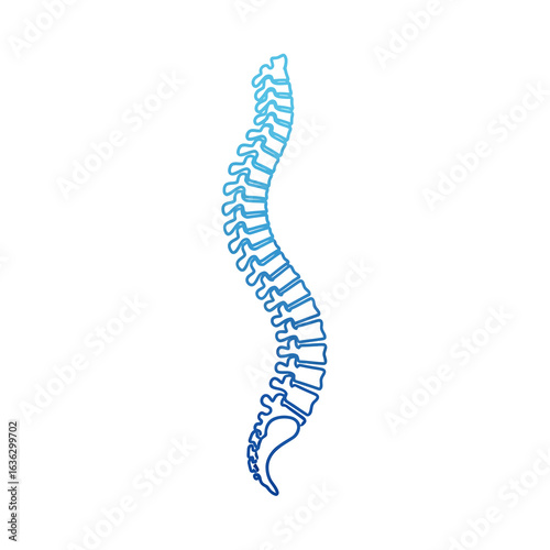 Human Spinal Column Anatomy Illustration