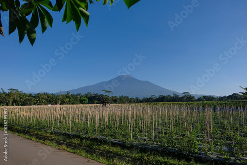 Фотография Chili pepper farm with bamboo stakes in Indonesiabwith mountain backdrop and clear blue sky, tropical agriculture landscape