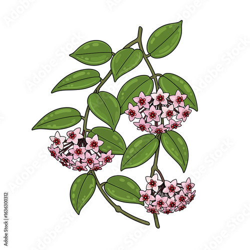 Hoya Carnosa Botanical Illustration