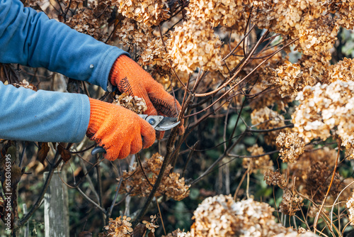 Fototapeta Naklejka Na Ścianę i Meble -  A gardener wearing gloves trims wilted hydrangea flowers before winter