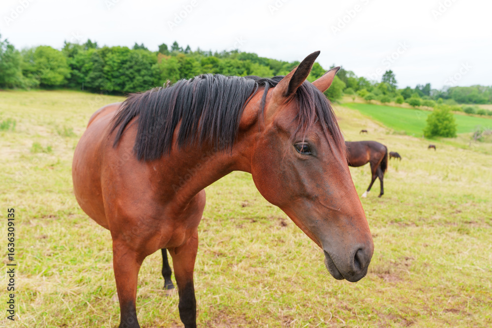 Obraz premium Majestic Brown Horse Grazing in a Lush Green Field in Rossdorf Germany