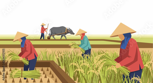 Rice Farmers Harvesting Paddy Fields with Water Buffalo