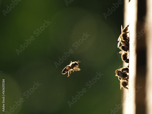 Bees at the hive at sunset, real photo not AI