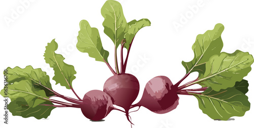 red beet isolated on white background vector 