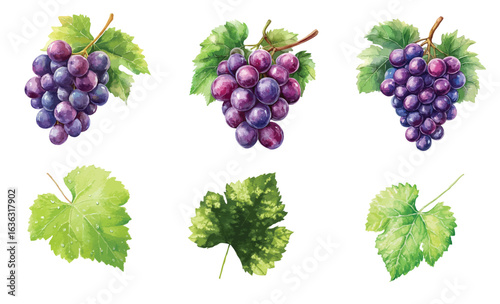 Close up of three different types of grapes