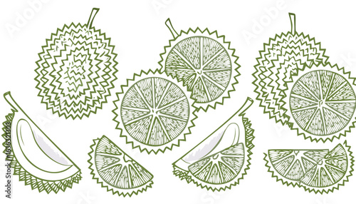 durian isolated on transparent png vector.fruit, southeast, durian, food, ingredient, organic, ripe, king, nourishment, of, open, tasting, color image, flesh, isolated, large, malaysian, photography, 