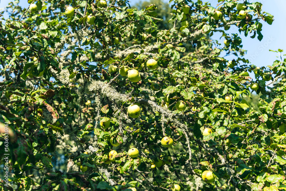Green apples growing on branches of apple tree in orchard Green apples growing on branches of apple tree in orchard