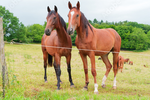 Two Brown Horses Standing Together in a Green Field with Trees in Background