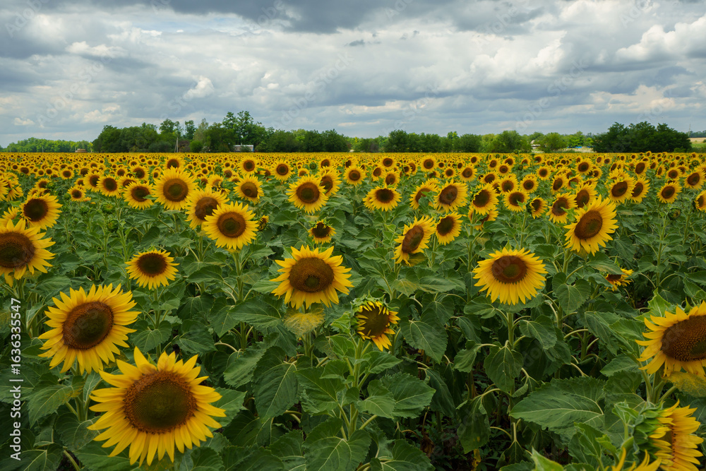 Fototapeta premium Sunflower field. Sunflowers