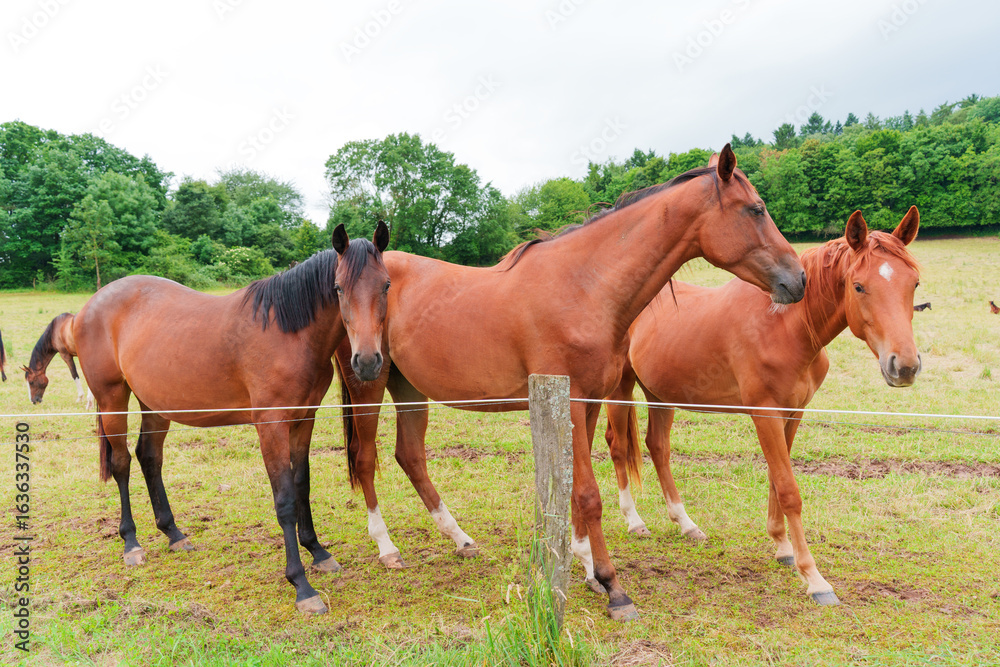 Fototapeta premium Group Of Brown Horses Grazing In A Green Pasture on a Cloudy Day